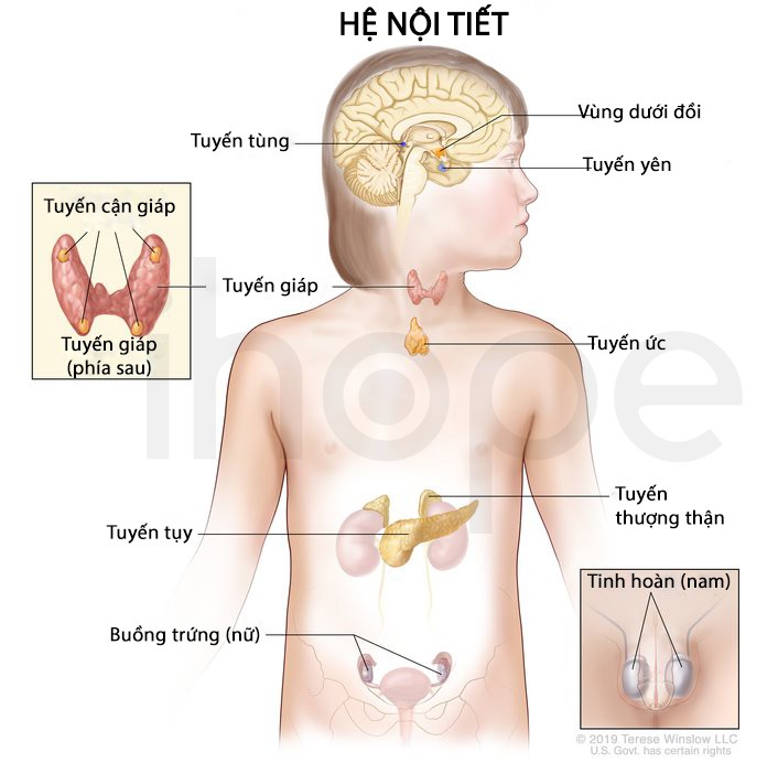 Tuyến nội tiết và tuyến ngoại tiết giống và khác nhau như thế nào?